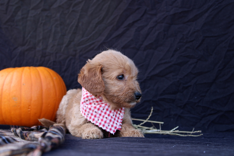 puppy, for, sale, Mini  Goldendoodle, Matthew B. Stoltzfus, dog, breeder, Gap, PA, dog-breeder, puppy-for-sale, forsale, nearby, find, puppyfind, locator, puppylocator, aca